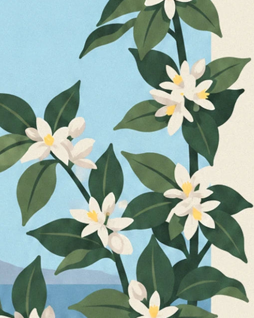 A lemon branch with dark green leaves and white flowers with yellow centres, against a pale blue sky