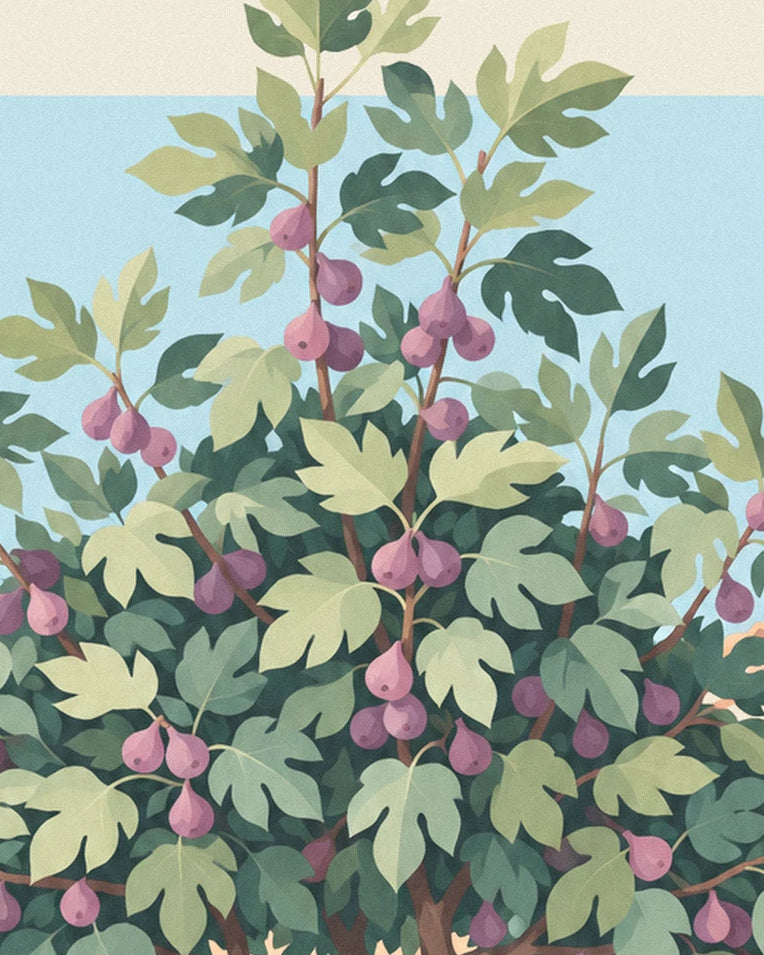 Affiche figuier chargé de figues violettes dans une cour en pierre : détail en gros plan