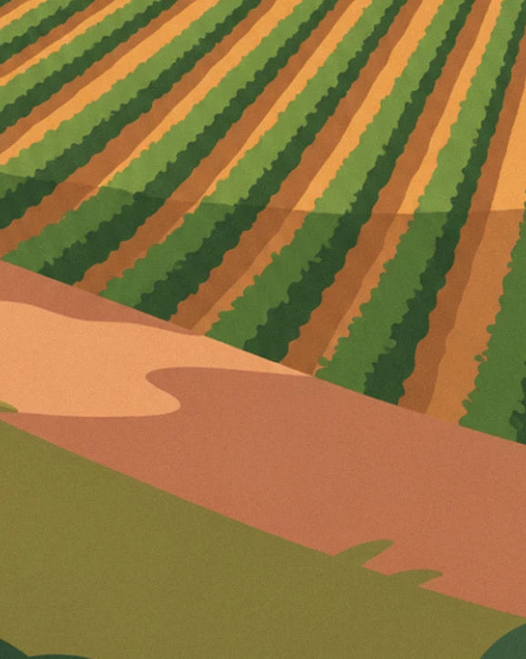 The rows of green vines on ochre soil, running down the slope to the pinkish dirt track