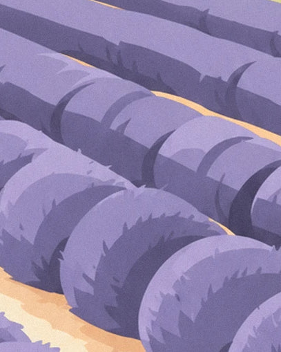 Rows of mauve lavender and their purple shadows on the ochre soil