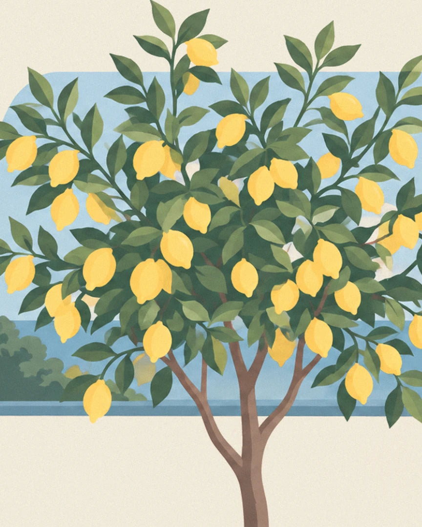 Le citronnier chargé de citrons bien jaunes, devant la mer bleue