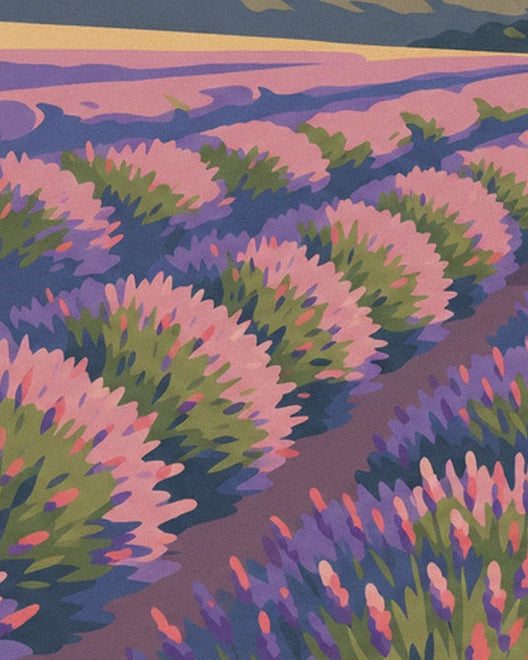 Les rangs de lavande rose et violette, séparés par un chemin de terre brune