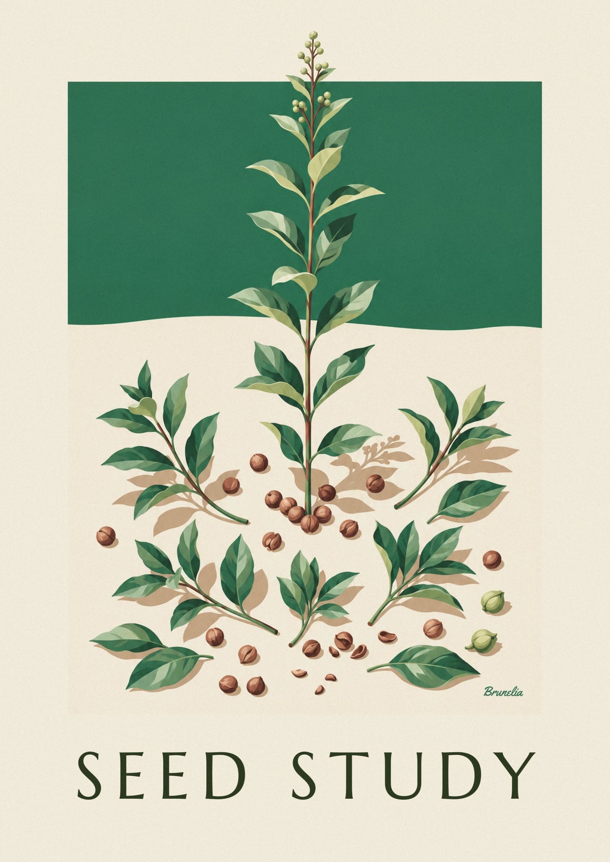 Botanical plate of leaves, stems and seeds poster